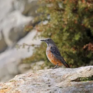 Rock Thrush (Monticola saxatilis), males in eclipse plumage, Alpine Zoo Innsbruck, Tyrol, Austria, Europe Rock Thrush (Monticola saxatilis), males in eclipse plumage, Alpine Zoo Innsbruck, Tyrol, Austria, Europe
