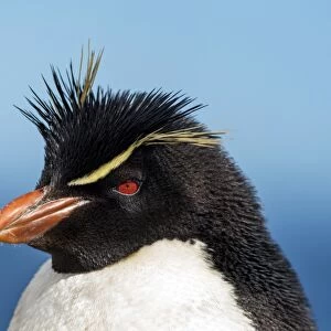Rockhopper Penguin -Eudyptes chrysocome-, portrait, New Island, Falkland Islands, United Kingdom