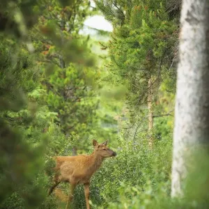 Rocky Mountain Elk Calf Rocky Mountain Elk Calf