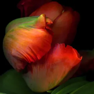 Rococo Parrot Tulip Print Rococo Parrot Tulip Print