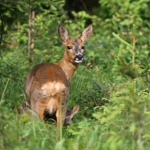 Roe deer (Capreolus capreolus), doe with fawn, 14 days old, in the woods, Allgaeu, Bavaria, Germany, Europe Roe deer (Capreolus capreolus), doe with fawn, 14 days old, in the woods, Allgaeu, Bavaria, Germany, Europe