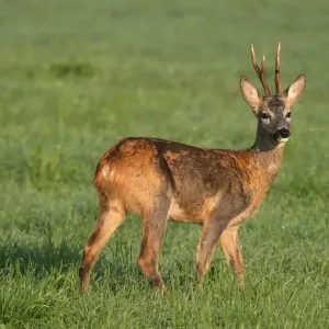 Roe deer Print, changing coat colours in Allgaeu, Bavaria Roe deer Print, changing coat colours in Allgaeu, Bavaria