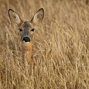 Roe deer -Capreolus capreolus- in a barley field, Allgaeu, Bavaria, Germany, Europe