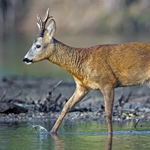 Roe Deer -Capreolus capreolus-, buck on a bank of the Middle Elbe River, Saxony-Anhalt, Germany