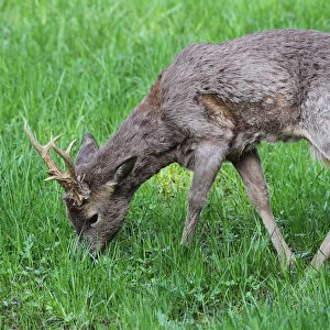 Roe Deer -Capreolus capreolus-, buck moulting from a winter to a summer coat, Lower Austria, Austria