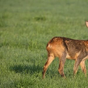 Roe deer (Capreolus capreolus), changing from red summer coat to grey winter coat, Allgaeu, Bavaria, Germany, Europe