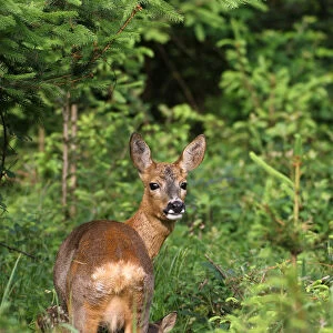 Roe deer (Capreolus capreolus), doe with fawn, 14 days old, in the woods, Allgaeu, Bavaria, Germany, Europe