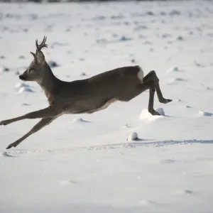 Roe deer jumping in snow print Roe deer jumping in snow print