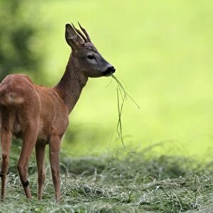 Roe deer -Capreolus capreolus-, young buck, Allgaeu, Bavaria, Germany, Europe