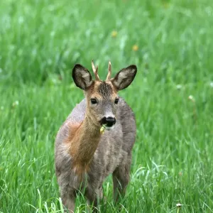 Roebuck (Capreolus capreolus), shedding, switching from grey winter coat to red summer coat, Allgaeu, Bavaria, Germany, Europe Roebuck (Capreolus capreolus), shedding, switching from grey winter coat to red summer coat, Allgaeu, Bavaria, Germany, Europe