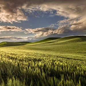 Rolling hills of wheat at sunrise, Palouse, Washington State, USA