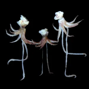 Romancing the Squid Romancing the Squid