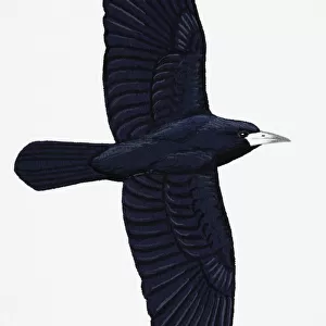 Rook (Corvus frugilegus), adult
