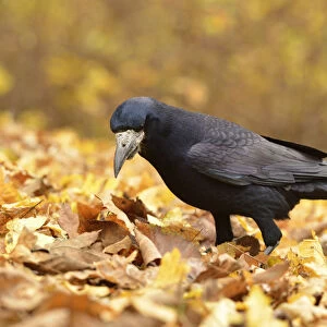 Rook -Corvus frugilegus- standing on autumn leaves, Leipzig, Saxony, Germany