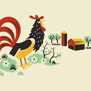 Rooster on a Farm