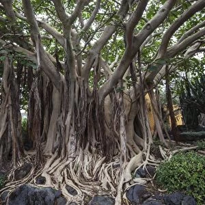 Roots, Ficus socotrana (Ficus socotrana), botanical garden, Jardin Botanico Canario