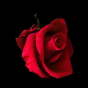 The Red Rose Print on Black Background The Red Rose Print on Black Background