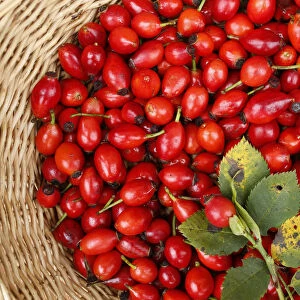Rose hips of the Dog Rose -Rosa canina- in a wicker basket, Bavaria, Germany