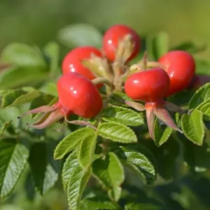 Rosa rugosa Rose hips Print