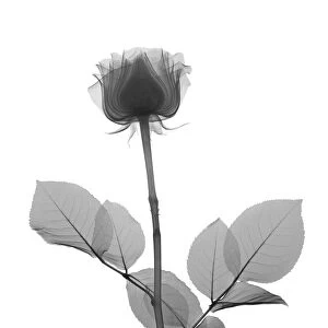 Rose stem with leaves, X-ray