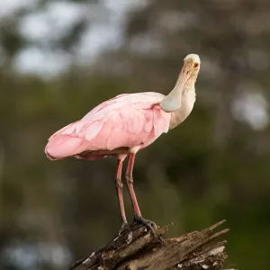 Roseate Spoonbil Platalea ajajaTarcoles Roseate Spoonbil Platalea ajajaTarcoles