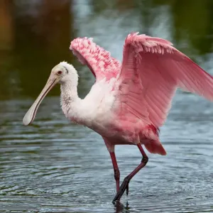 Roseate Spoonbill Print - A Roseate spoonbill in vibrant plumage Roseate Spoonbill Print - A Roseate spoonbill in vibrant plumage