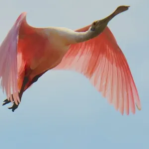 Roseate Spoonbill in flight Roseate Spoonbill in flight