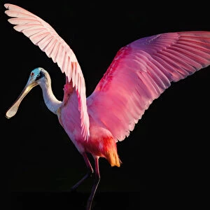 Roseate Spoonbill with Wings Outstretched