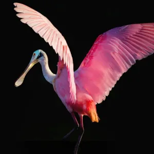 Roseate Spoonbill Print with Outstretched Wings Roseate Spoonbill Print with Outstretched Wings