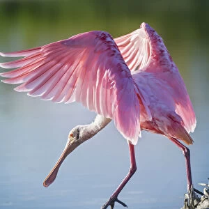 Roseate Spoonbill Wings Spread Stepping at Fort Myers Beach, Florida
