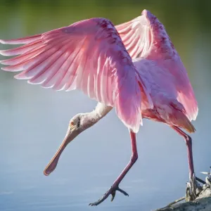 Roseate Spoonbill Wings Spread Print Roseate Spoonbill Wings Spread Print