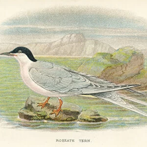 Roseate tern birds from Great Britain 1897