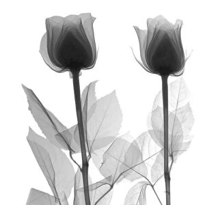 Four roses, X-ray