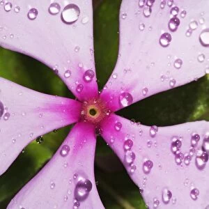 Rosys Periwinkle with Water Droplets - Close-up