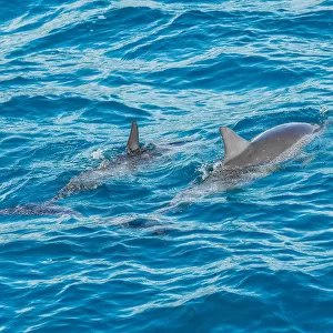 Rotating Dolphins in Fernando de Noronha, Brazil