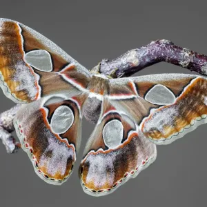 Rothschildia lebeau inca Print, Rothschilds Silk Moth Rothschildia lebeau inca Print, Rothschilds Silk Moth