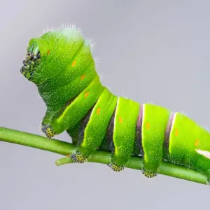Rothschildia lebeau inca a Rothschilds silkmoth caterpillar Rothschildia lebeau inca a Rothschilds silkmoth caterpillar