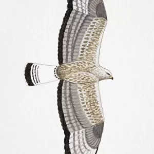 Rough-legged Buzzard (Buteo lagopus), Rough-legged Hawk North America, adult