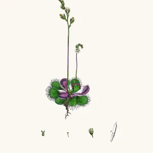 Round Leaved Sundew Print Round Leaved Sundew Print
