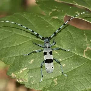 Round-necked Longhorn -Rosalia alpina-, male, Huelben, Swabian Alb, Baden-Wuerttemberg, Germany, Europe Round-necked Longhorn -Rosalia alpina-, male, Huelben, Swabian Alb, Baden-Wuerttemberg, Germany, Europe