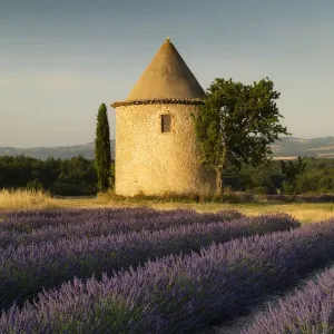 Round tower, lavender, Sault in Provence, France
