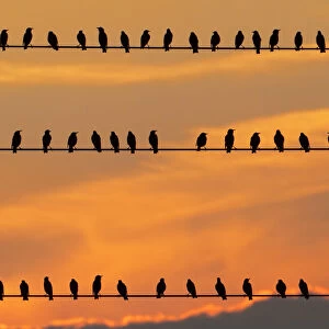 row of birds