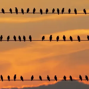 row of birds row of birds
