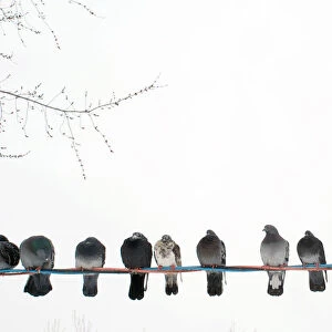 Row of pigeons on wire