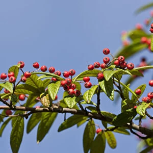 Rowan or Mountain Ash (Sorbus aucuparia)