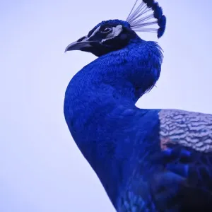 Royal Blue Peacock Profile Print Royal Blue Peacock Profile Print