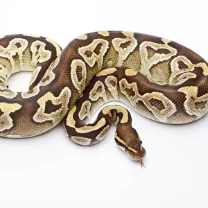 Royal Python -Python regius-, Mojave Razor, female, Markus Theimer reptile breeding, Austria