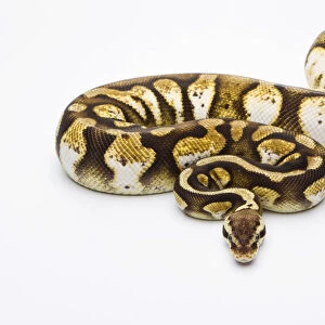 Royal Python -Python regius-, Pastel Calico, female, Markus Theimer reptile breeding, Austria