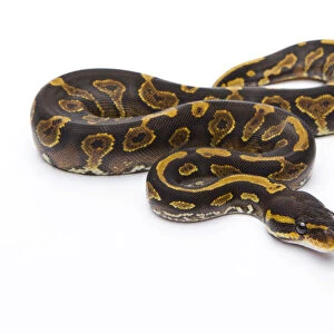 Royal Python -Python regius-, Yellow Belly Black Head, female, Markus Theimer reptile breeding, Austria