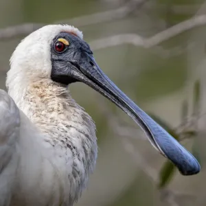 Royal Spoonbill Bird Royal Spoonbill Bird